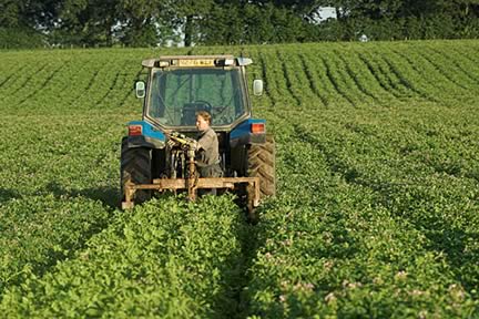 Potato Field